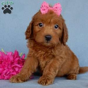 Myla, Mini Goldendoodle Puppy